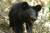 지리산 반달가슴곰. 꿀을 좋아하는 곰은 주변 양봉농가에 피해를 주기도 한다.[사진 국립공원관리공단]