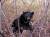 지리산에서 살고 있는 반달가슴곰.[중앙포토]