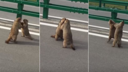 '너 잘 만났다!' 도로에 서서 싸우는 거대 다람쥐 두 마리