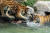 서울대공원의 시베리아 호랑이들이 물속에 던져진 먹이를 먹으며 더위를 피하고 있다. [중앙포토]