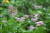 지리산 노고단에 피어난 지리터리풀, 지리산 권역에 자라는 한국 특산식물이다. 산지 능선부 근처 그늘지고 서늘한 곳에서 자라는 여러해살이풀이며 7~8월에 분홍색 꽃이 핀다.잎은 단풍잎처럼 5개로 갈라진다. [사진 국립공원관리공단] 