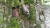최근 광릉숲에서 발견된 장수하늘소 암컷. 천연기념물 제218호이자 멸종위기야생생물 1급 곤충으로 광릉숲의 상징물이기도 하다. [사진 국립수목원]