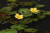 국립수목원 노랑어린연꽃. [사진 국립수목원]