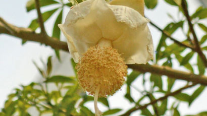 [사진] ‘어린왕자’ 바오밥나무, 국내 처음 꽃 피웠다