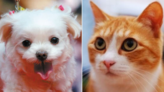 한국인이 가장 많이 기르는 반려견 품종은 ‘말티즈’, 고양이는?