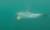 국립수산과학원 고래연구센터는 지난달 25일 제주 앞바다에서 남방큰돌고래 서식 모니터링을 하던 중 돌고래가 바다에 버려진 비닐봉지를 지느러미에 걸고 유영하는 장면을 포착했다. [고래연구센터 제공=연합뉴스]
