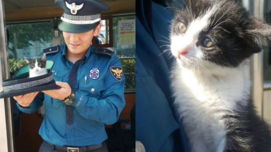 '부산경찰'이 공개한 어미 잃은 아기고양이 '레오'의 근황