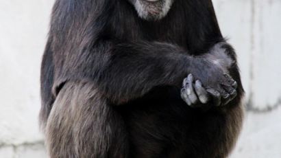 '불륜' 착각 수컷 침팬지, 사육사 폭행 