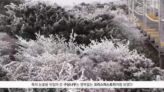 [굿모닝 내셔널]초겨울 한라산, 성탄트리 구상나무 눈꽃 절정