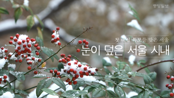 [영상]소복이 쌓인 ‘하얀 이불’ 덮은 서울은 ‘겨울 왕국’ 