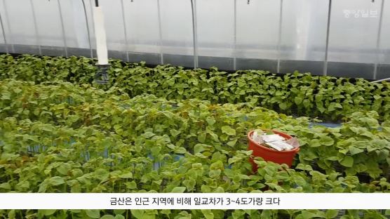 [굿모닝 내셔널]깻잎 팔아 500억 매출… ‘금산=인삼’ 옛말, 이제는 ‘깻잎’