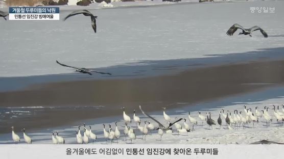 [단독]'두루미 낙원' 민통선 빙애여울 뒤덮은 두루미떼 ‘군무’