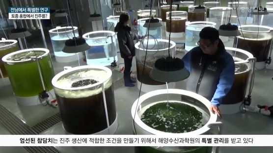 토종 홍합에서 흑진주를?…'참담치'로 하는 특별한 연구