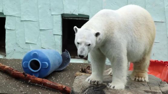 [서소문사진관] 국내 마지막 북극곰 '통키'는 어디에?
