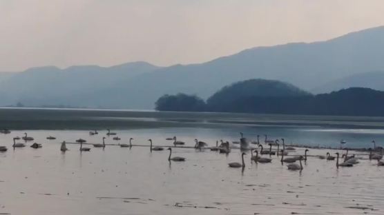 ‘백조의 호수’로 변한 양평 팔당호 세미원…최초의 장관 연출