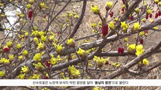 [굿모닝 내셔널]“물렀거라, 최강 한파”…산수유 ‘황금빛 꽃잔치’