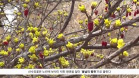 [굿모닝 내셔널] 꽃향기 따라 흐드러지는 남도의 봄