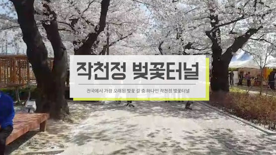 [굿모닝 내셔널] 80년 된 벚나무에서 흩날리는 벚꽃 눈
