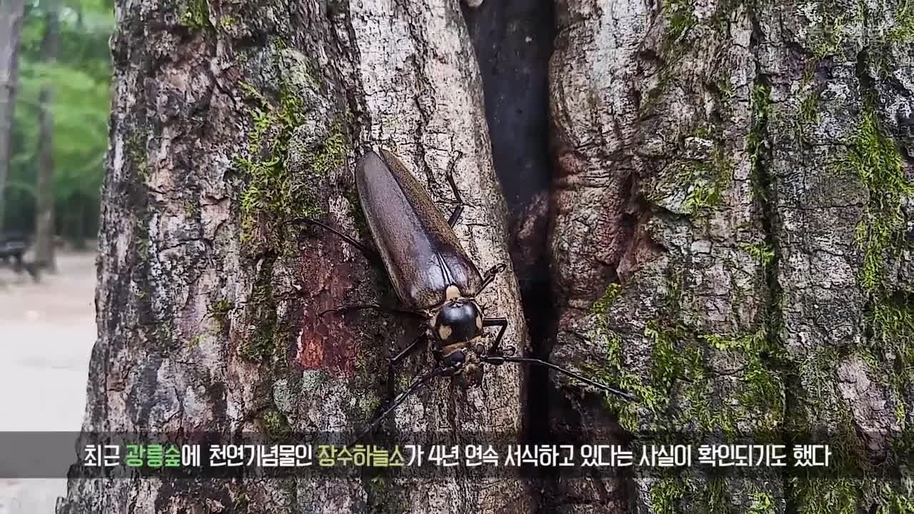 [단독]남한에서 25년째 자취 감춘 크낙새…다시 보게 된다