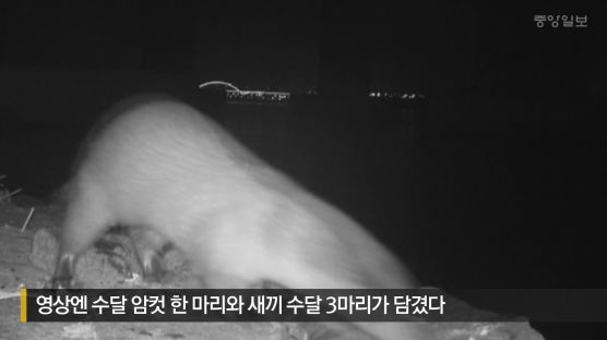 [단독]서울로 돌아온 멸종위기 수달, 짝 없어 생존 위기