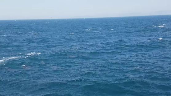울산 앞바다서 발견된 참돌고래 2000마리는 어디서