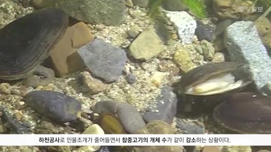 [굿모닝 내셔널]낙동강 동네 하천 민물고기 보고서