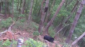 멸종위기 1급 반달가슴곰, 인공수정 출산 세계 첫 성공