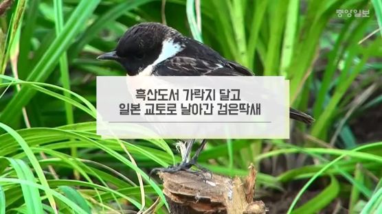 일본서 발견된 검은딱새 가락지에 ‘Korea’…이동경로 첫 확인