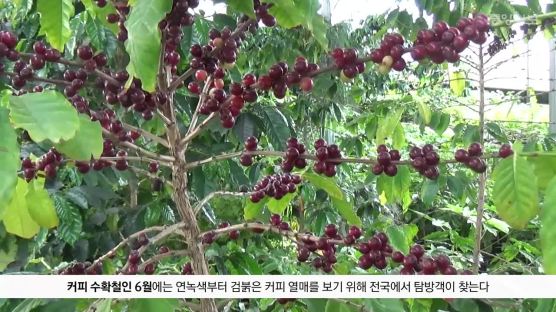 [굿모닝 내셔널]‘천년 죽향(竹鄕)’도 반한 아프리카의 향기…대나무밭에 둥지 튼 ‘담양 커피농장’ 가보니