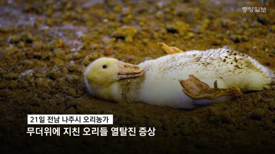  [영상]불볕더위에 푹푹 찌는 7월의 폭염 현장 