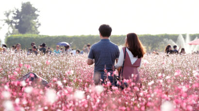 “핑크빛 천일홍 꽃물결에 빠져 보세요”…양주시 나리농원 절경