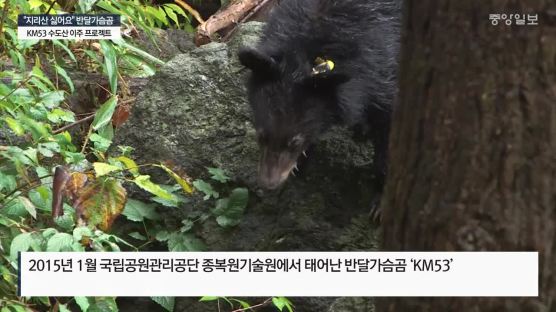 '3전4기'…그리던 김천 수도산에 보금자리 꾸민 반달곰