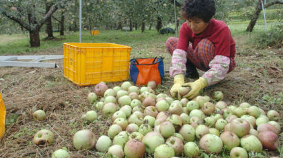 '태풍에 떨어진 사과 팔아줍시다' 캠페인 벌인 시민들