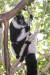 에버랜드기 7일부터 공개하는 흑백목도리 여우원숭이 수컷 달콩[사진 에버랜드]