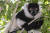 에버랜드기 7일부터 공개하는 흑백목도리 여우원숭이 수컷 달콩[사진 에버랜드]