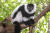 에버랜드기 7일부터 공개하는 흑백목도리 여우원숭이 암컷 알콩[사진 에버랜드]