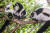 에버랜드기 7일부터 공개하는 흑백목도리 여우원숭이 알콩(좌) 달콩(우)[사진 에버랜드]