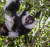 에버랜드기 7일부터 공개하는 흑백목도리 여우원숭이 암컷 알콩[사진 에버랜드]