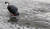 무더위가 계속되던 지난달 6일 서울 종로구 세종대로 세종문화회관 인근에서 비둘기 한마리가 고인 물을 마시고 있다. 도시 비둘기는 사람과 같은 공기를 마시며 살아가기 때문에 오염 지표 역할을 한다. [연합뉴스]