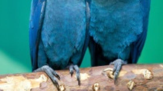 브라질의 '파랑새'…스픽스 마코 앵무새 멸종 
