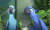스픽스 마코 앵무새를 모델로 한 애니메이션 &#39;리오&#39;의 한 장면. [중앙포토]