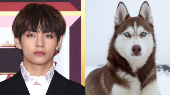 BTS' V Resembles a Siberian Husky, Which Means His Character and Life Would Be…