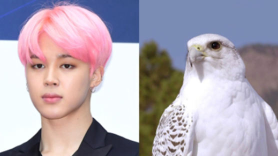 JIMIN Resembles a Hawk, Which Means His Character and Life Would Be…