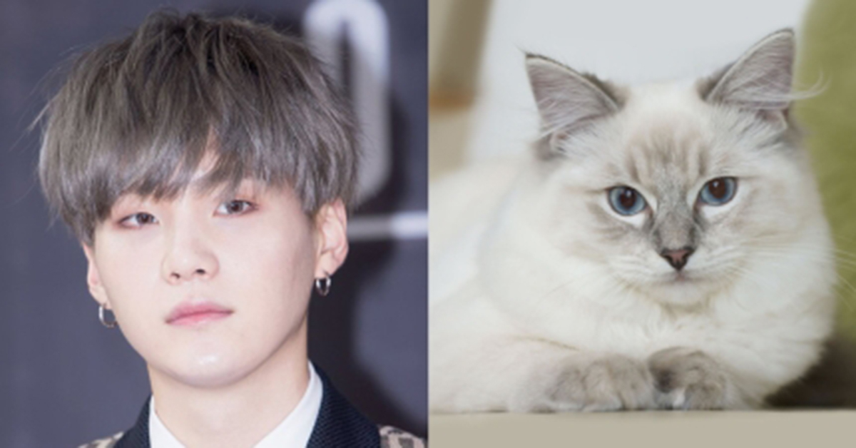 SUGA Resembles a Cat, Which Means His Character and Life Would Be…