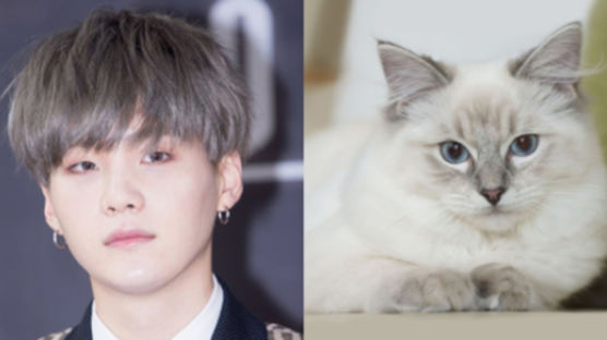 SUGA Resembles a Cat, Which Means His Character and Life Would Be…