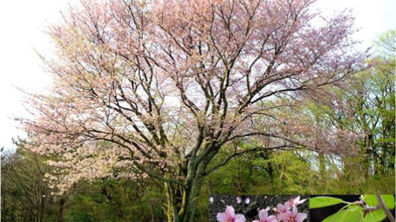 제주도? 일본?…왕벚나무 원산지 110년 논란 종지부