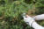 안철희 현대나무병원 대표가 소백산 주목군락에서 갈색으로 변한 나뭇잎들을 조사하고 있다. [사진 국립공원관리공단]