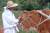 '2017 횡성한우축제' 밭갈이 체험장에서 밭갈이를 마친 황소를 쓰다듬고 있는 어르신. [사진=연합뉴스]