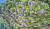 지리산 천왕봉-중봉의 북사면에서 나타난 고산침엽수 떼죽음. [사진 녹색연합] 