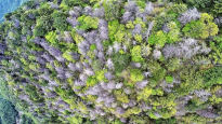 기후변화로 떼죽음 당한 지리산 구상나무…“멸종 카운트다운”